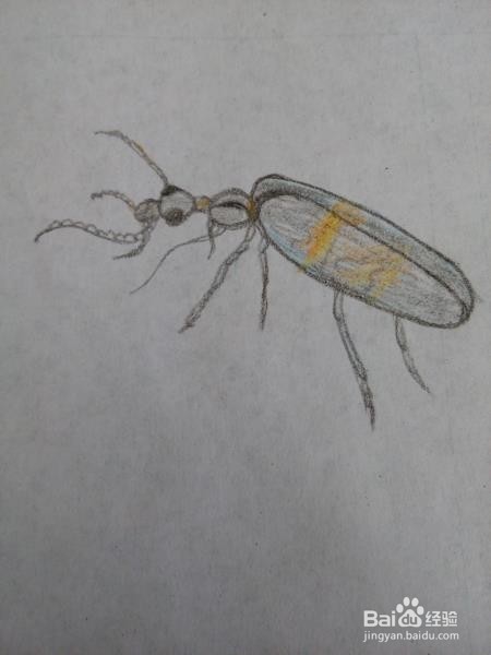 甲虫的另一种画法