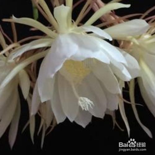 昙花为什么在晚上9点开放 百度经验