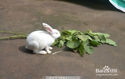 如何养兔子让它健康成长