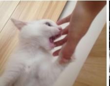 猫咪喜欢咬人的原因及解决方法