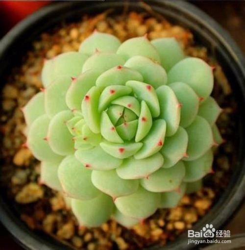 适合新手养的是多肉植物有哪些