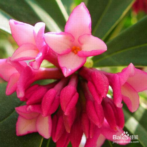 瑞香花叶子发黄怎么办