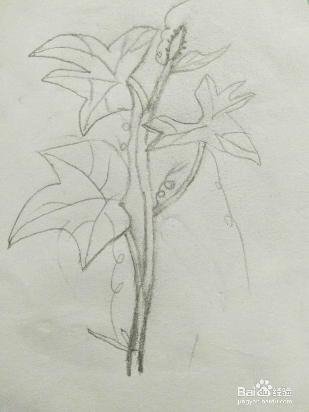 简笔画黄瓜怎么画呢