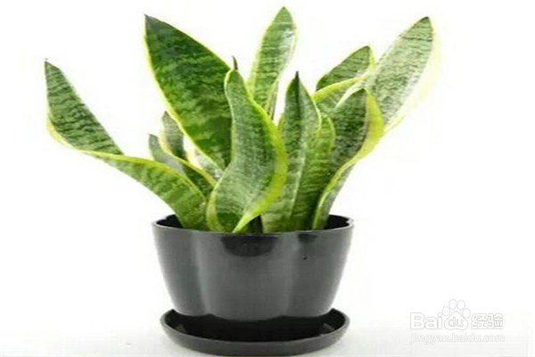 虎皮兰应该怎么养？