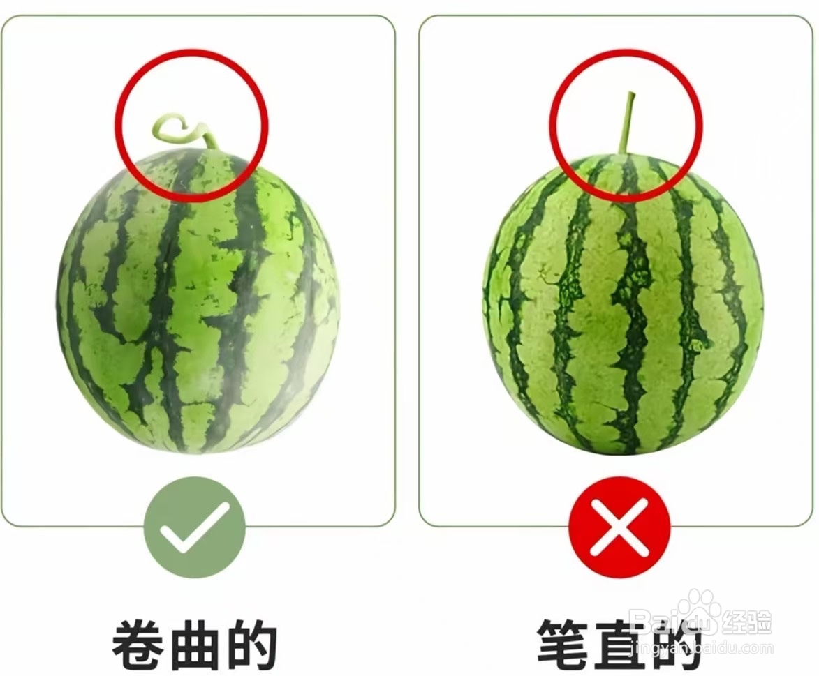 怎么选择又甜又沙的西瓜