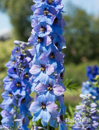 如何养殖草本植物飞燕草？