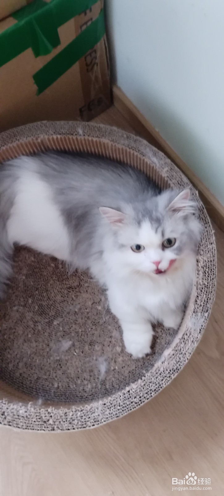 如何提高猫咪对主人的好感，提升粘人程度