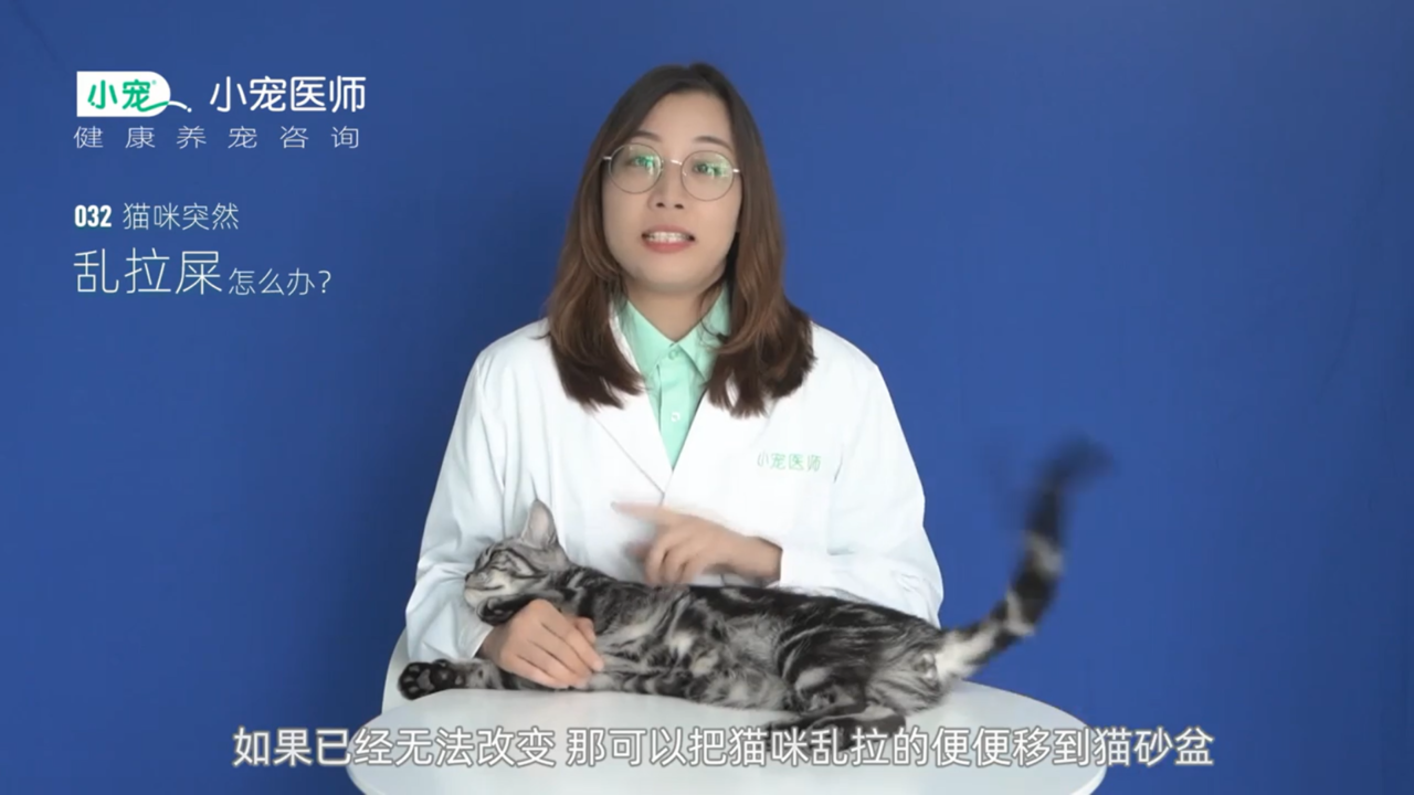 猫咪突然乱拉屎怎么办