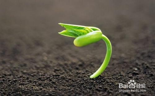 水滴筹是真的吗？