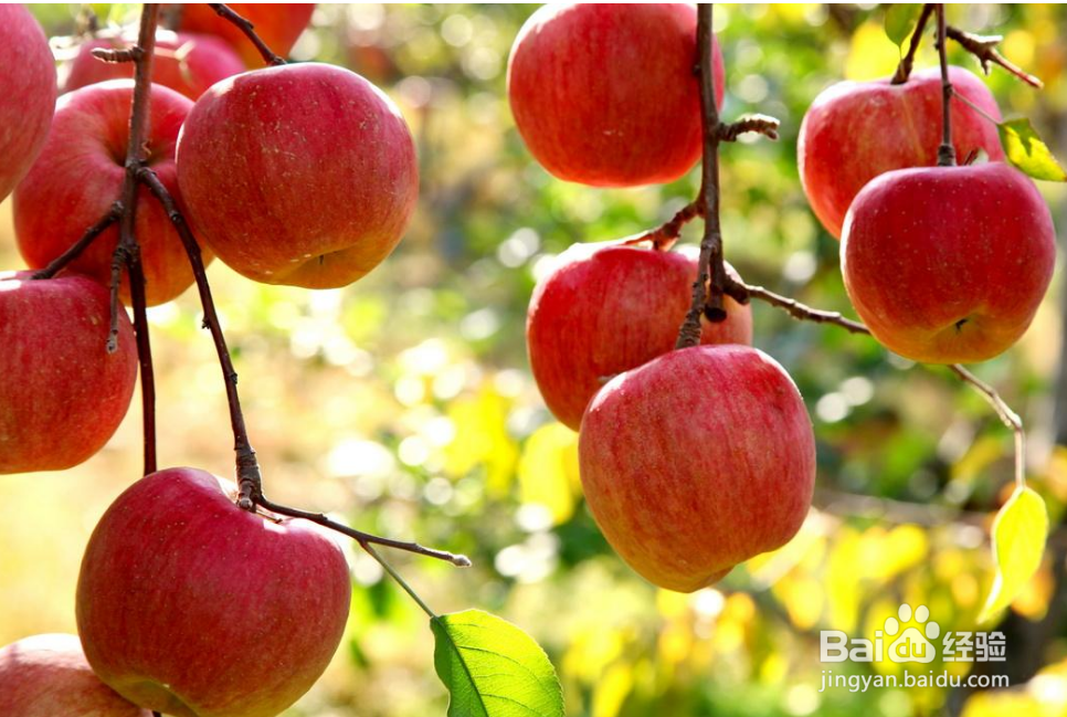 胃出血吃什么食物养胃?胃出血吃什么水果好?