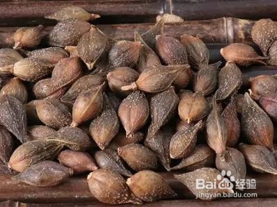 中药连翘的作用与功效