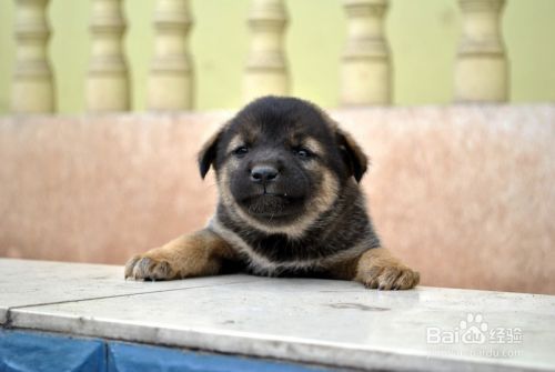 狗狗的成长过程 百度经验