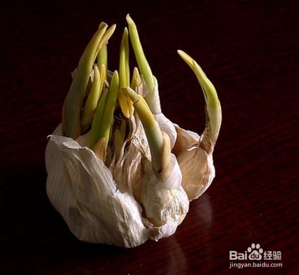发芽大蒜竟然还有这样的功效