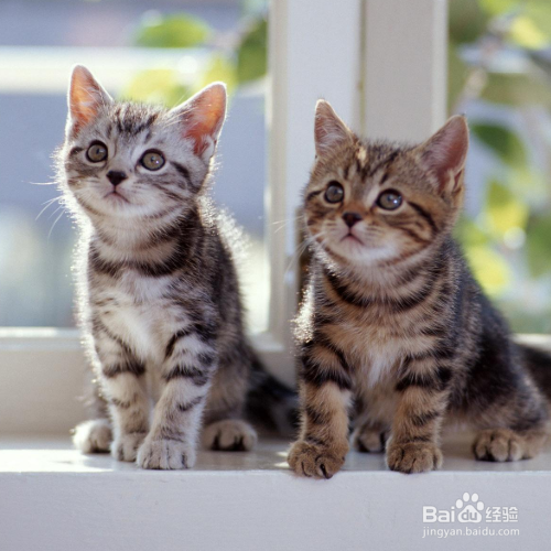 母猫不绝育怎么养