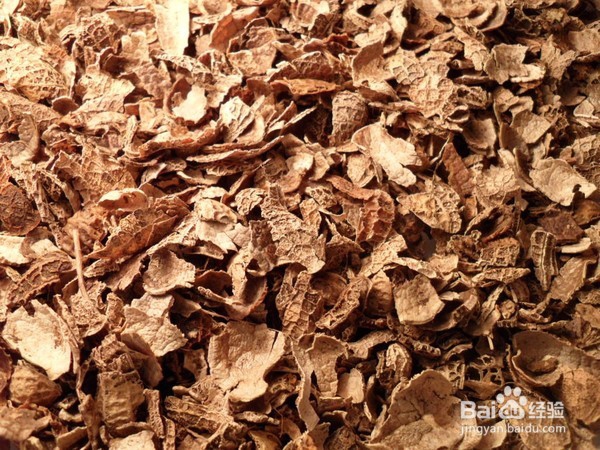 3月12日植树节,几招给吊兰做肥料的方法