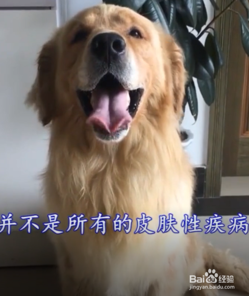 狗狗皮肤病需要剃毛吗