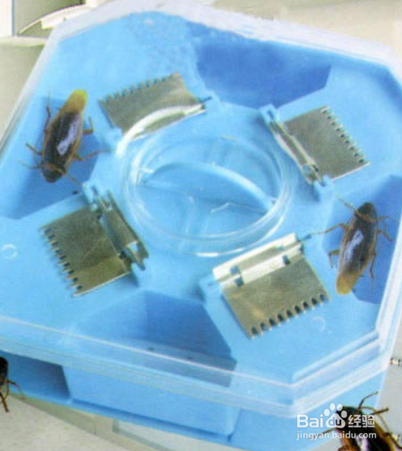 家有蟑螂怎样才能除尽