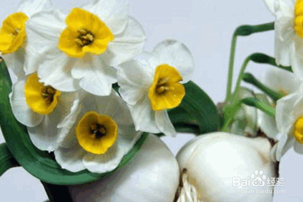 水仙花的种植方式及要点