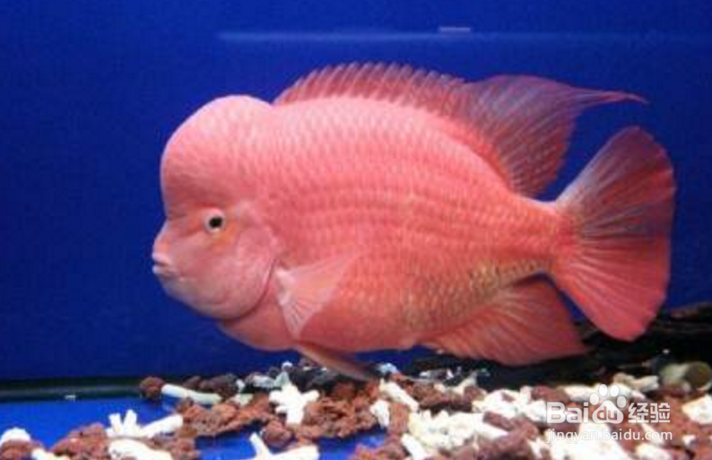 马罗汉鱼的饲养方法