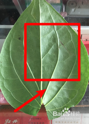 怎么卷海南槟榔叶