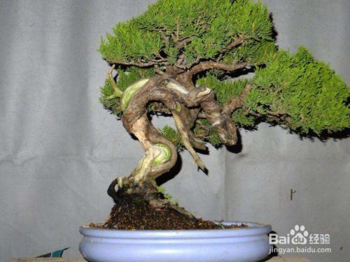 龙柏盆景怎么养护 百度经验
