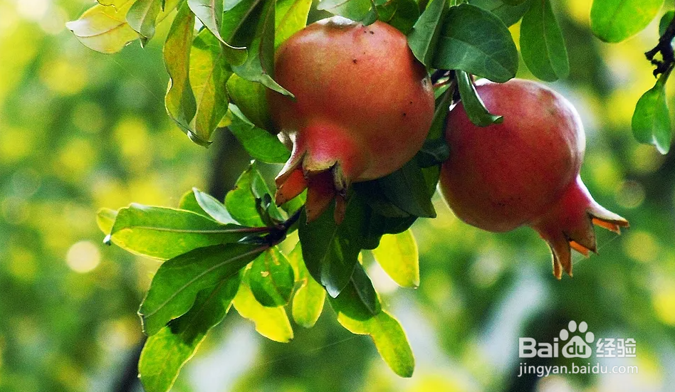 石榴盆景怎样种植与管理