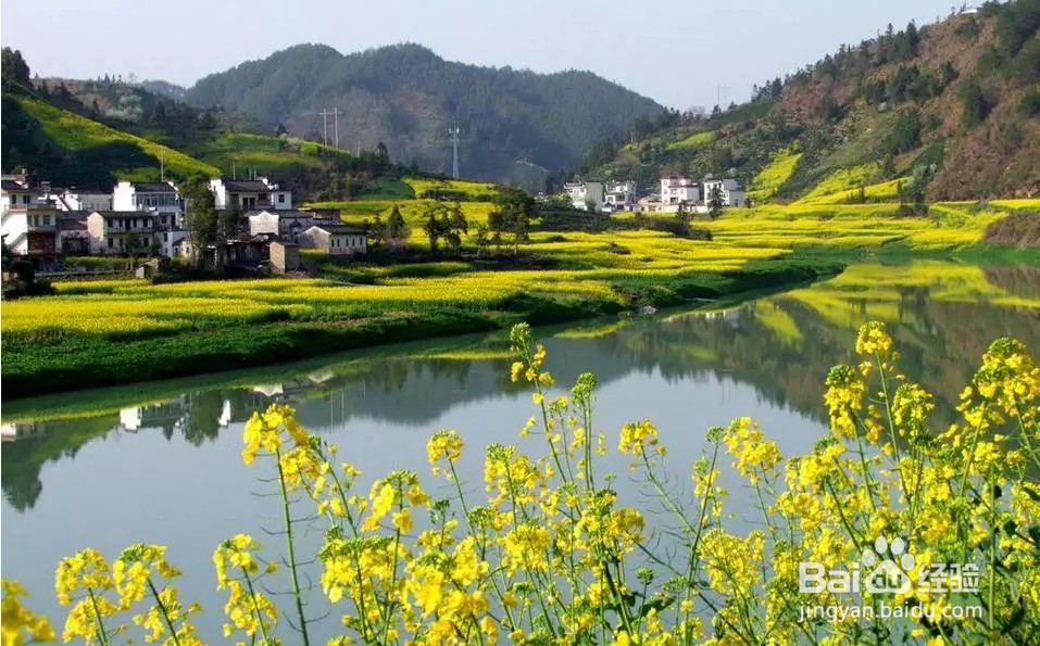 生活中油菜花蜜竟然还有这样7大好处!
