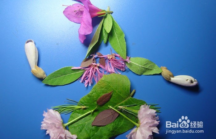 植物艺术画拼装漂亮的深林公主