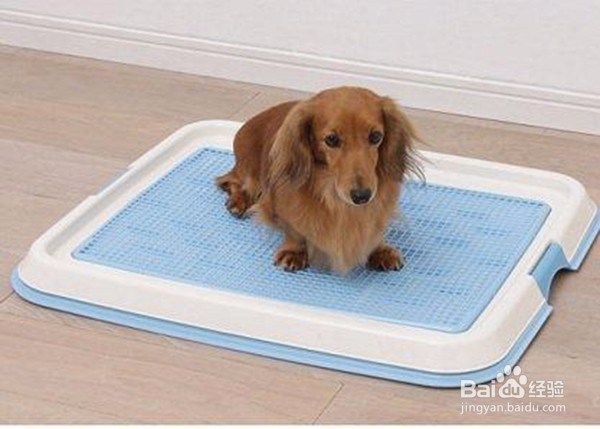 心上宝贝宠物尿垫的选择技巧