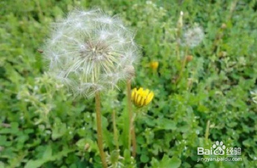 蒲公英的作用以及食用禁忌