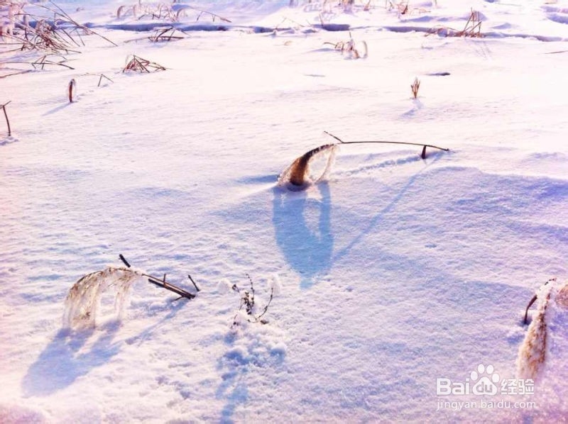 手机摄影技巧：[6]雾凇拍摄小贴士