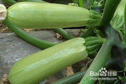 越瓜的功效和作用