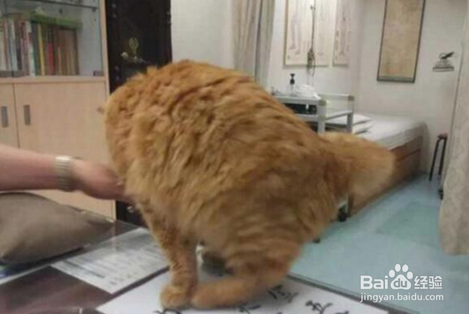 小猫咪得病了,果真是难受到了一个极点!