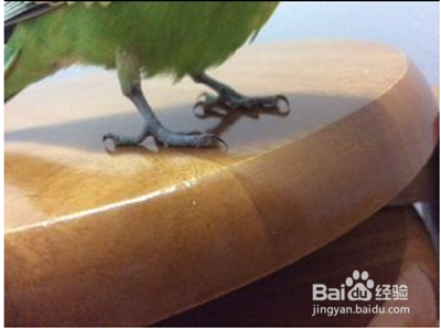 虎皮鹦鹉的脚流血了止不住怎么办