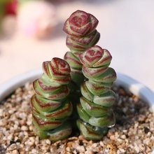 多肉植物钱串怎么养