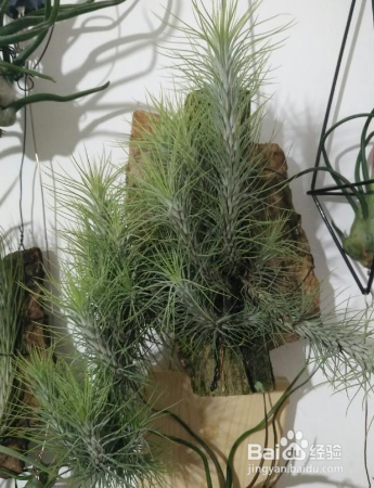 草本植物空气凤梨怎么护理？