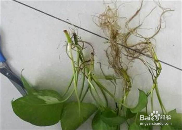 绿萝太密怎么修剪