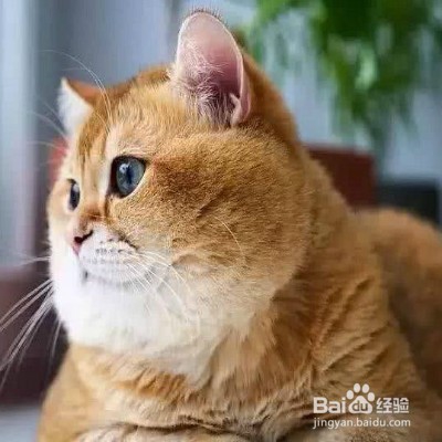 橘猫生气了想离家出走怎么办