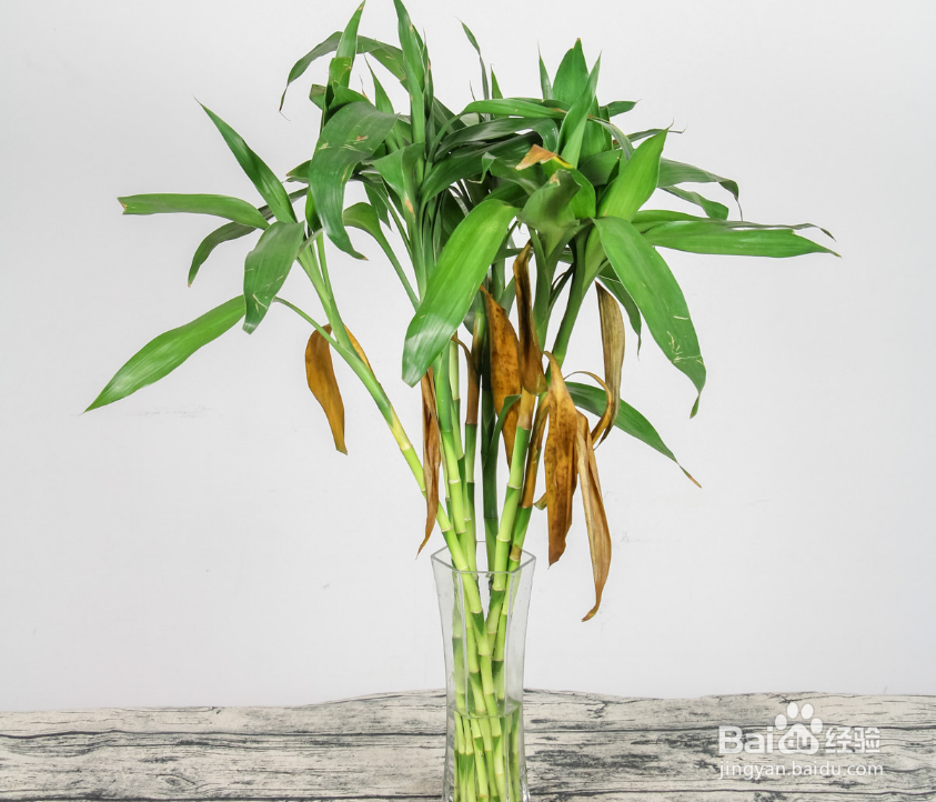 冬天富贵竹叶子发黄叶子耷拉怎么办