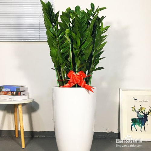 金钱树叶子干枯怎么做?