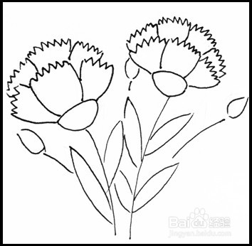 怎样画简笔画（花卉）：[10]康乃馨