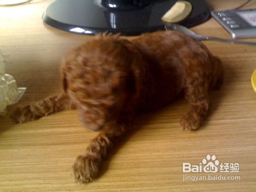 你知道孩子和泰迪相处好引导很关键