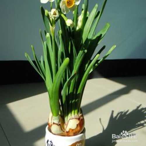 荷兰水仙花怎么养水培