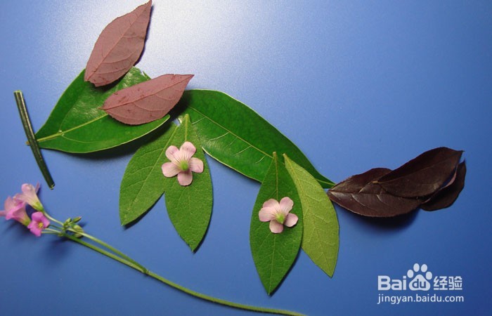 植物艺术画拼装聪明的小狐狸