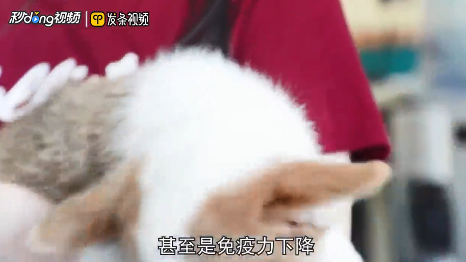 狗狗可以吃黄瓜吗