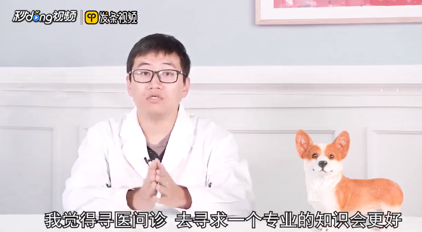 泰迪犬为什么爱呕吐