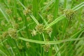 香附的功效与作用及食用方法