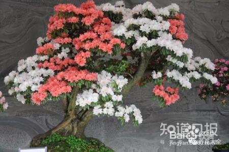 这些花那么好看，却总被你养死，怎么回事