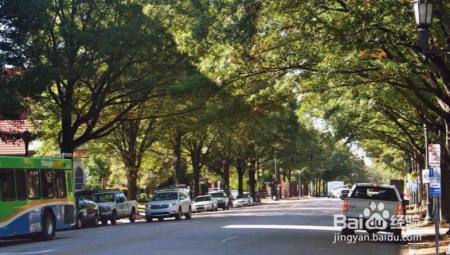 街道旁的行道树会缺水,原来是这原因