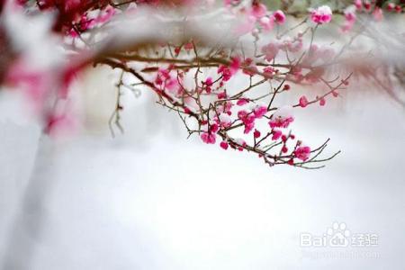 凛冬已至,闲以养花,最怡趣养心